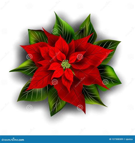 Beautiful Red Poinsettia Christmas Decoration Stock Vector