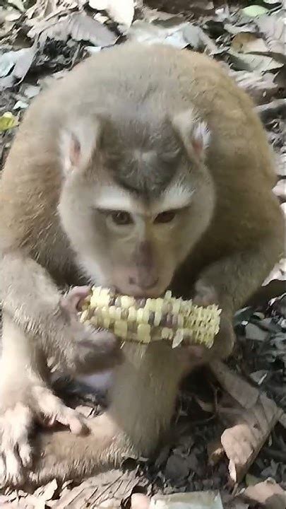 Monkeys Like To Eat Corn Shorts Youtube