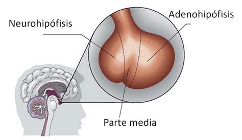 La Hipófisis y sus funciones Acromegalia España Apuntes de clase