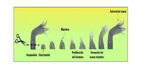 Fases de la regeneración de una extremidad del ajolote Fuente Dr