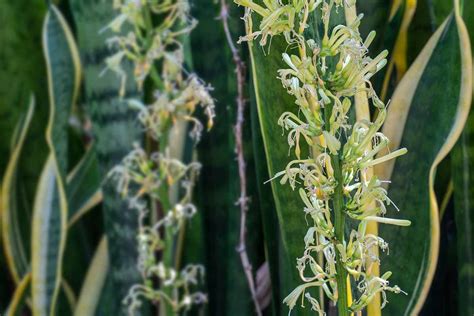 How To Encourage Indoor Snake Plants To Bloom Gardeners Path