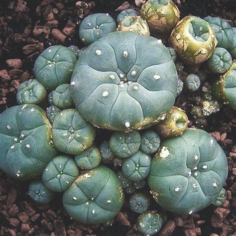 Mescaline Cactussen Hoe Gebruik Je Peyote En San Pedro