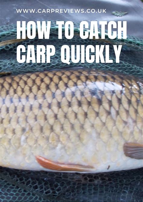 Michigan Carp Fishing Blog Tips For Catching