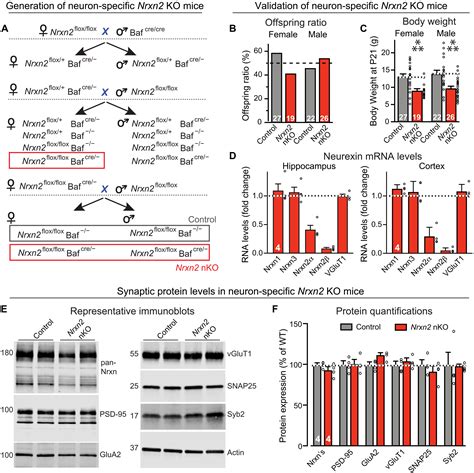 Neurexin 2 An Inhibitory Neurexin That Restricts Excitatory Synapse