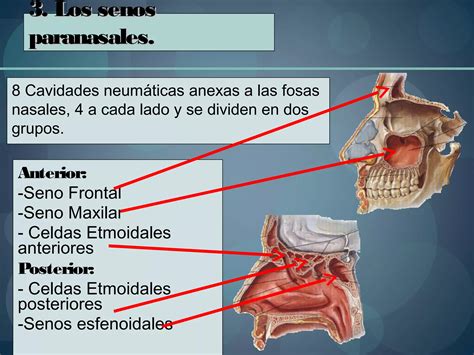 1 Anatomia De Las Fosas Y Senos Paranasales Otorrinolaringologia PPT