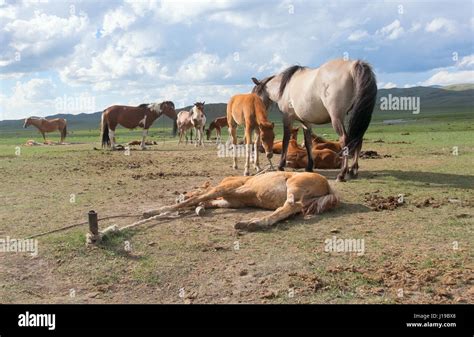 Koumiss Farm In The Steppes Of Central Asia Stock Photo Alamy