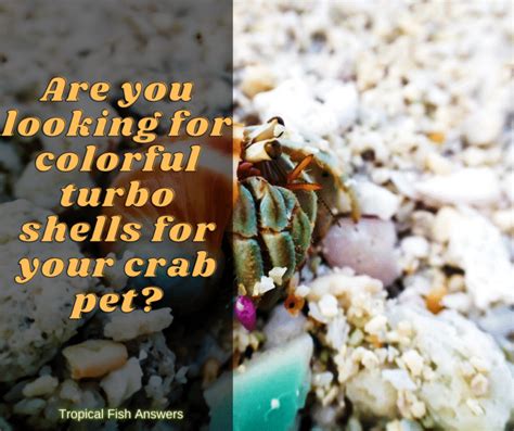 Top 6 Painted Hermit Crabs Are You In Need Of Colorful Shells