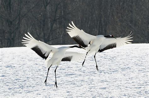 Red Crowned Cranes Grus Japonensis Birds Wildlife And Nature