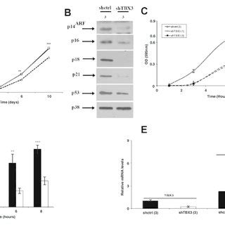 Tbx Promotes Anchorage Independent Growth And Migration Of Metastatic