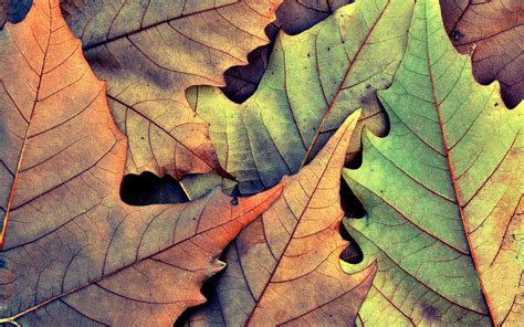 Wallpaper Sunlight Leaves Nature Branch Green Tree Autumn