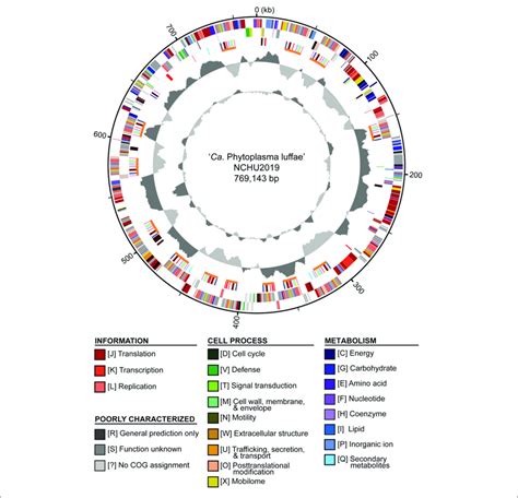 Genome Map Of Candidatus Phytoplasma Luffae Nchu2019 Rings From Download Scientific