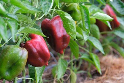 "Paprika Plant" Images – Browse 131 Stock Photos, Vectors, and Video | Adobe Stock