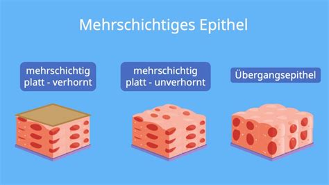 Epithelgewebediagramm Beschriftet