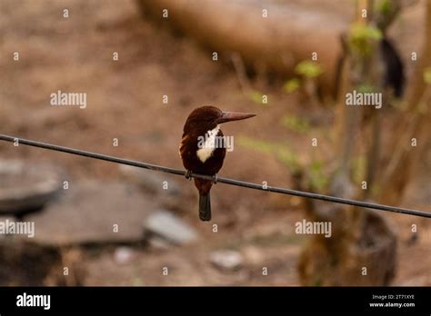 The White Throated Kingfisher Also Known As The White Breasted