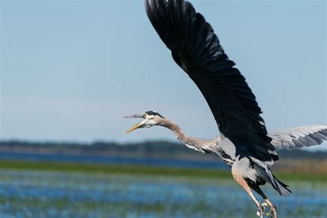 Free Images Vertebrate Beak Great Blue Heron Wildlife Wing