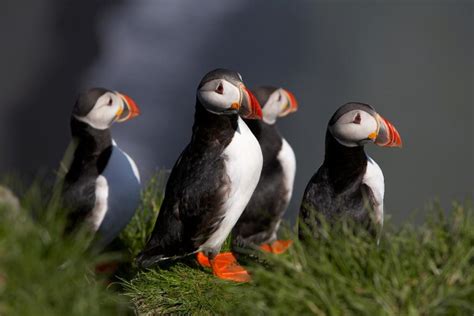 Avistamiento De Frailecillos En Islandia A Tomar Por Mundo