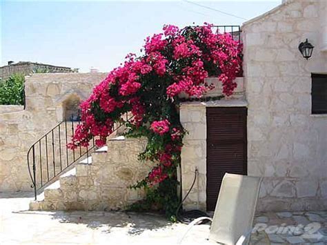 Pink Flowers Growing On The Side Of A Stone Building With Stairs