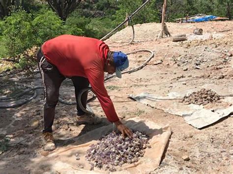 Trabalho escravo Equipe do Grupo Móvel resgata 25 trabalhadores em