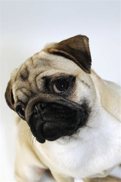 Pug Dog Puppy Portrait Stock Image Image Of Purebreed 28804785