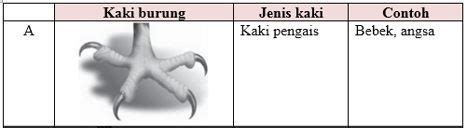 Pasangan jenis dan bentuk kaki burung yang tepat a...
