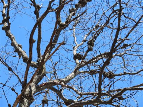 Types Of Tree Galls At Asha Vang Blog