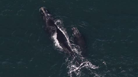 Season’s first North Atlantic right whale calves arrive in Cape Cod Bay ...