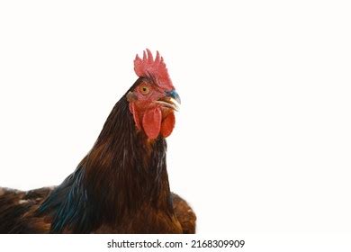 funny face rooster chicken isolated  stock photo