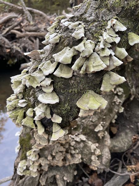 Mossy Maze Polypore Project Noah