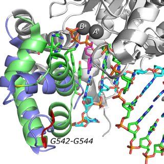 Conformational Change In T Dna Polymerase The Structures Of T Dna