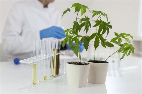 Cannabis Testing Equipment Qualitest