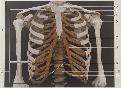 Thorax Diagram Quizlet