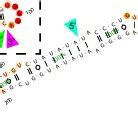 An Upstream Structure Of Pri MiR 10b Influences Mature MiR 10b