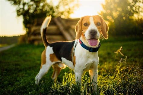 How Big Do Beagles Get? With Growth & Weight Chart | Hepper