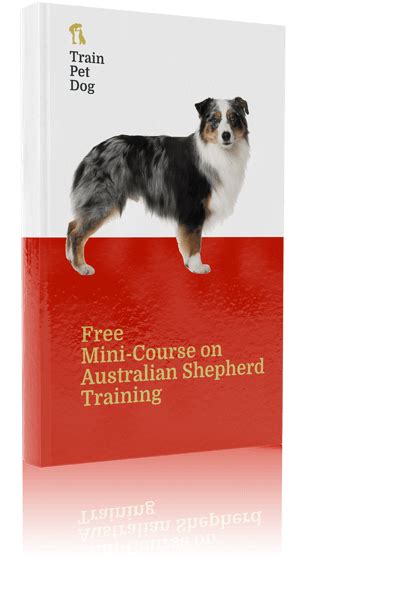 Australian Shepherd Training, Personality, & More | TrainPetDog