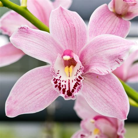 Year of the Orchid - National Garden Bureau - How to Care & Grow