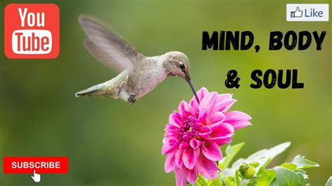 Beautiful Bird Themed Relaxation Music Session Meditation Calming