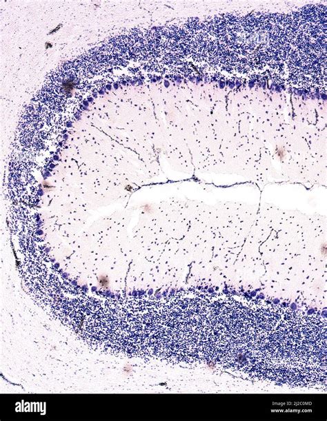 Cerebellum Histology Drawing