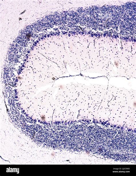 Secci N Transversal De Un Cerebelo Micrograf A Ligera Tinci N De