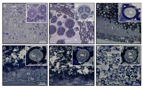 Sudan Black B Staining Of Neutral Lipids In Sections From Olive