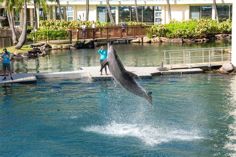 The Ultimate Oahu Honeymoon At The Kahala Hotel Features A Dolphin