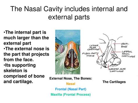 PPT - The Nasal Cavity: Functions PowerPoint Presentation - ID:6024424