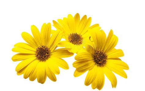 Yellow African Chamomile Isolated Stock Photo Image Of Petal