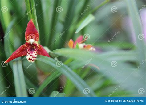 Beautiful Coconut Orchid Maxillaria Tenuifolia Flower With Red Color In