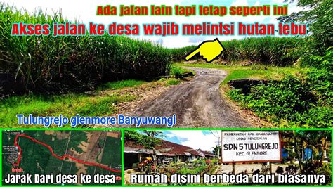 Kampung Desa Di Dalam Hutan Tebu Jauh Dari Kota Tulungrejo Kalirejo