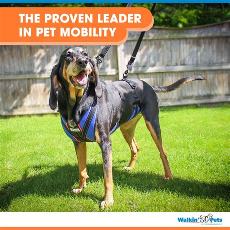 Lift N Step Dog Harness Handicapped Pets Oliver Pet Care