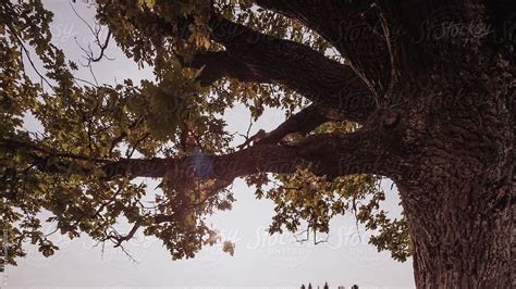 Sun And Tree Foliage Leaves Nature By Stocksy Contributor Ilya