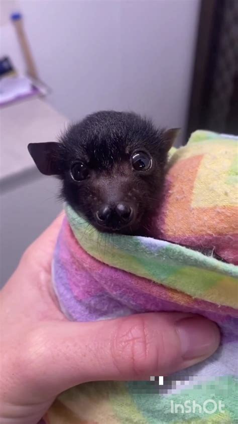 Baby Bats are Called Pups, and they are Adorable. : r/allforanimalspodcast