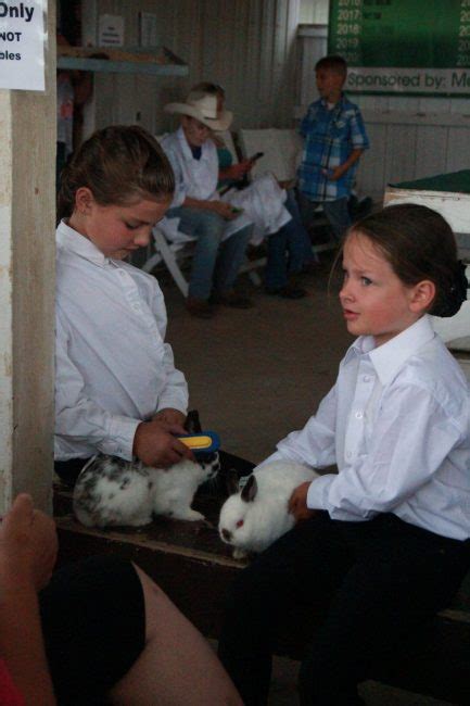 4 H Kids Showcase Their Rabbits In Annual Rabbit Showmanship Event