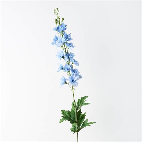 Delphinium Light Blue Stem Secret Blooms
