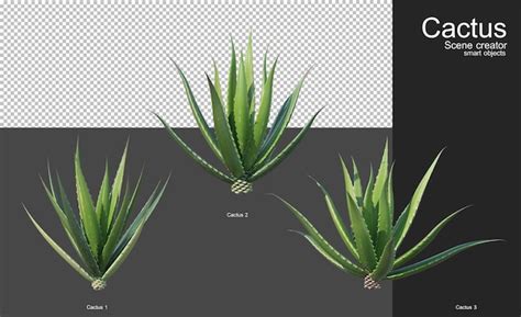 Premium Psd Various Types Of Cacti For Garden Decoration